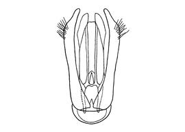   Osmia taurus  male, diagram showing dorsal view of genitalia, diagram modified from Wu 2006 

